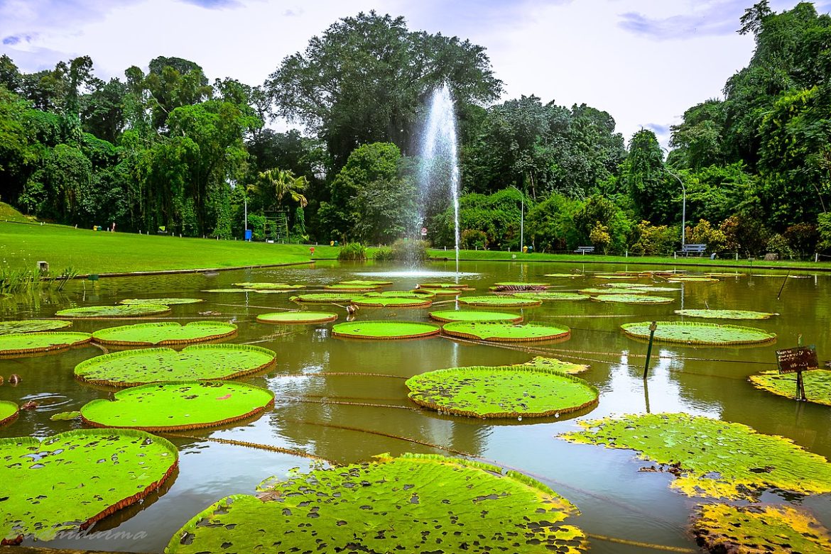 Kebun Raya Bogor: Oase Alam di Tengah Kota